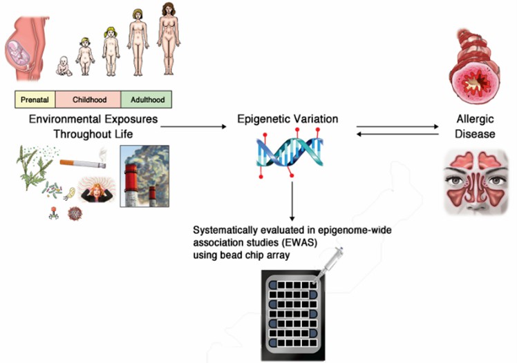 Fig.2 Interactions between environmental factors, epigenome, and allergic diseases.