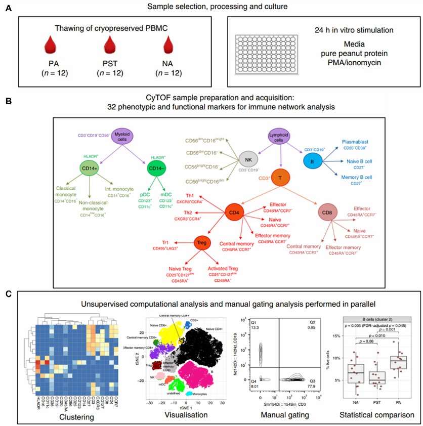 Fig.3 Experimental workflow for the mass spectrometric analysis of PBMCs.