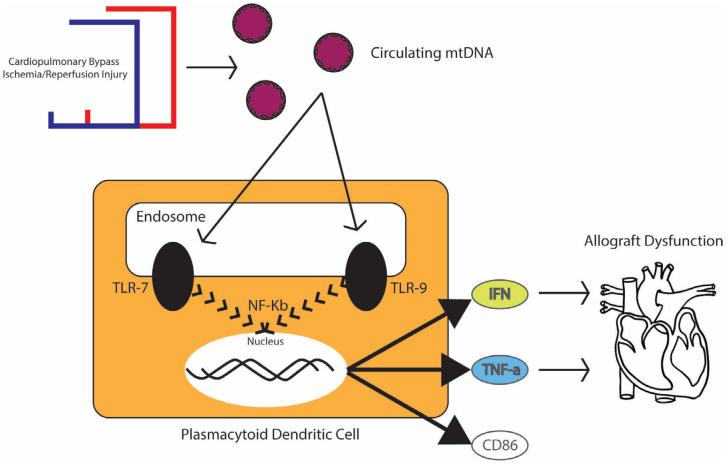 Fig.2 Mechanisms and roles of the innate immune system and pDCs in the pathogenesis of PGD.