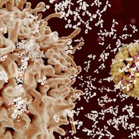 Introduction to B Cells
