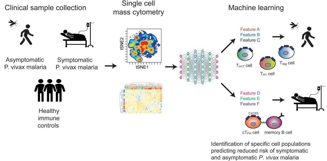 Fig.1 Workflow of CyTOF Identifying B-Cell to Predict Risk of Plasmodium vivax.