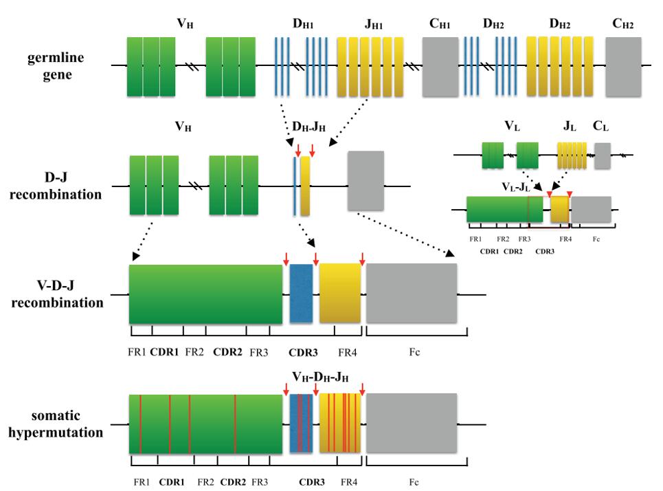 Process of generating a diverse BCR repertoire.