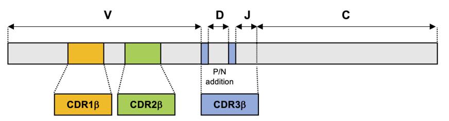 TCR beta chain gene structure.