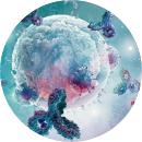 B Cell Isolation