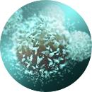 T Cell Isolation
