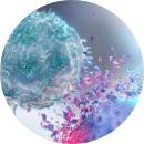 NK Cell Isolation