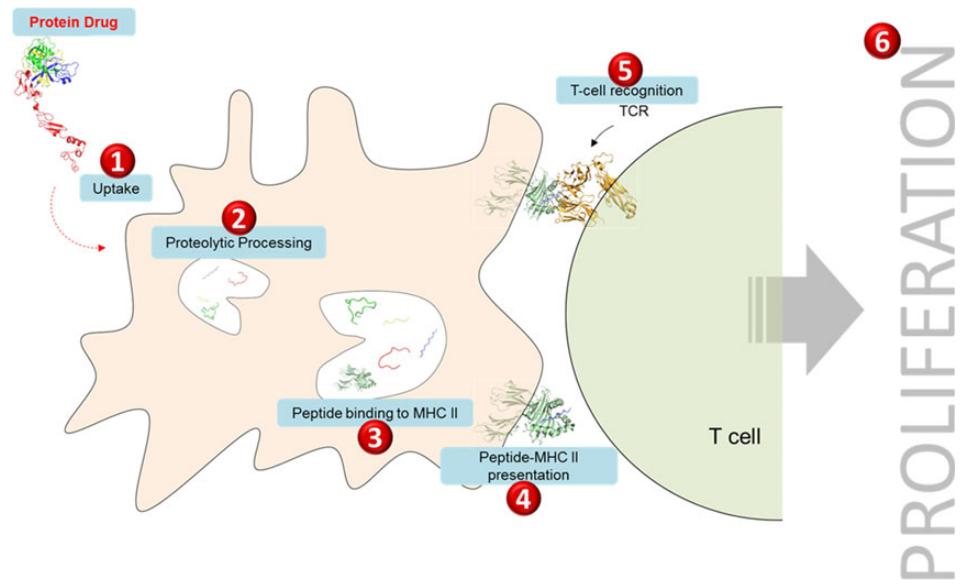 Fig.1 Schematic diagram of the T cell-mediated immune response to a therapeutic protein.