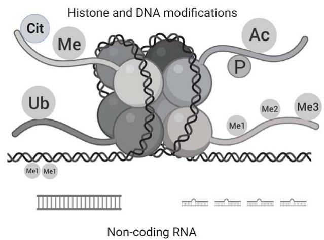 Fig.1 Major categories of epigenetic regulation.