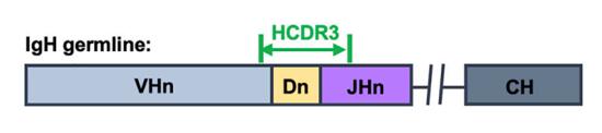 A representation of the coding region of an IgH heavy-chain variable region is presented.