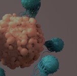 Fig.2 Pattern diagram of T cells.
