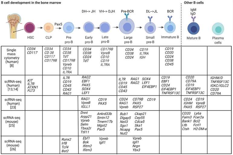 Fig.1 B cell gene signatures in the bone marrow.
