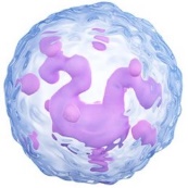 Introduction to Basophils
