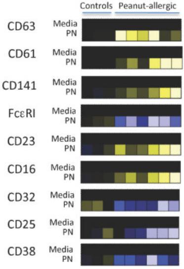 Fig.1 Expression of each marker by basophils stimulated with peanut.