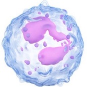 An icon of basophils.