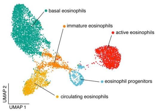 Fig.1 UMAP of eosinophil transcriptomes.