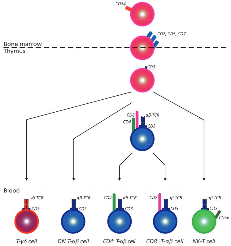 Fig.1 Discriminating T cells from their relatives.