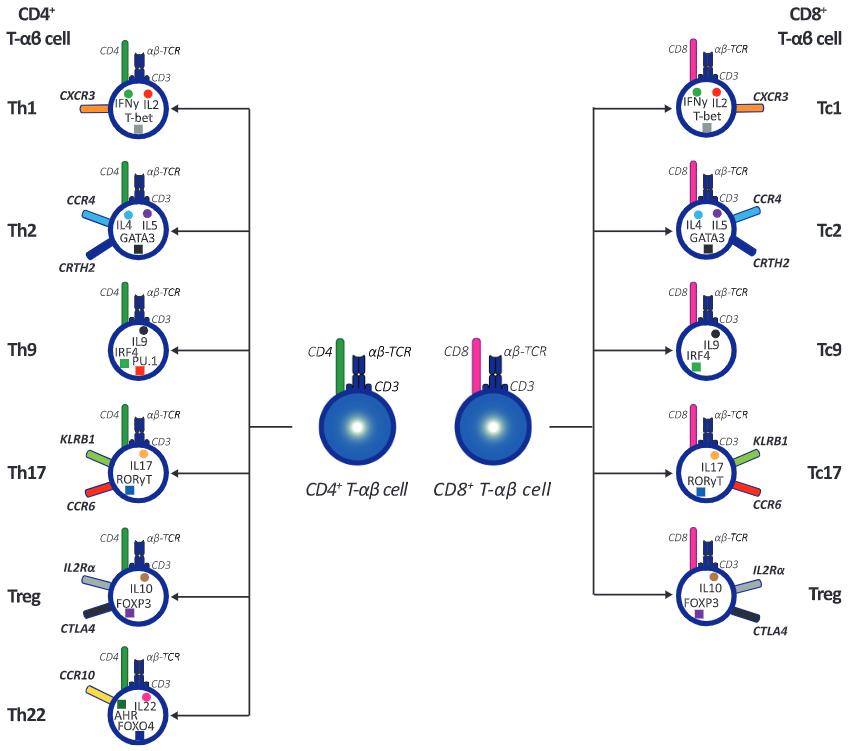 Fig.2 Identification of CD4+ and CD8+ T-αβ subsets.