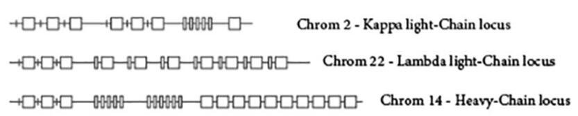 The gene structure of BCR.