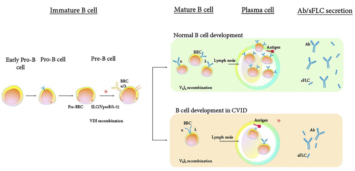 Scheme of the B cell maturation and differentiation.