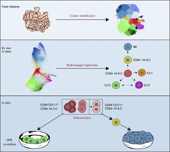 Fig.1 Schematic map of CyTOF for identification of innate lymph-like cell differentiation pathways.