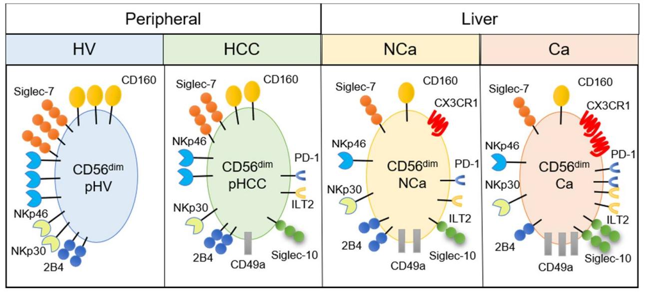 Fig.1 Summary of phenotypic alterations of CD56dim NK cells in HCC patients.