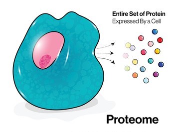 Fig.1 Diagram of the proteome.