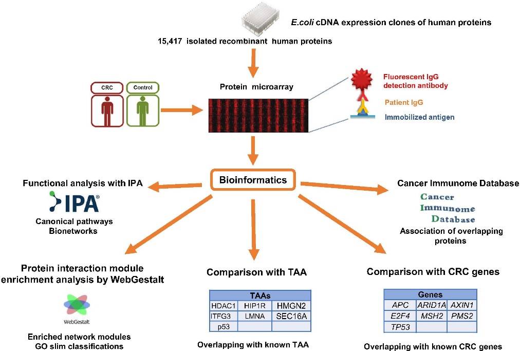 Fig.2 Procedure overview for CRC immunome studies.