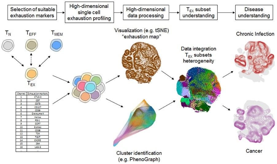 Fig.1 A systematic immunological approach to the characterization of TEX using mass spectrometry.