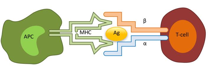Interaction between the MHC and the alpha beta TCR.