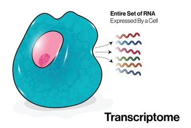 Fig.1 Diagram of the transcriptome.