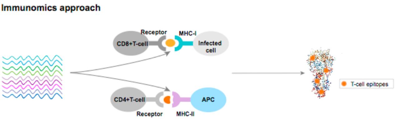 Fig.1 Framework for immunomics universal virus vaccine design. 