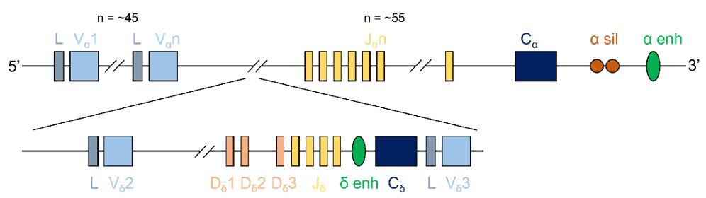 Human TCR alpha and delta chain locus