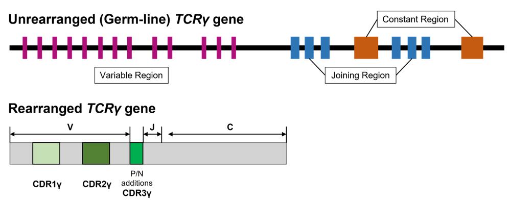 Structure of TCRy gene.