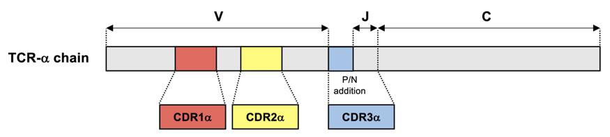 TCR alpha chain gene structure.