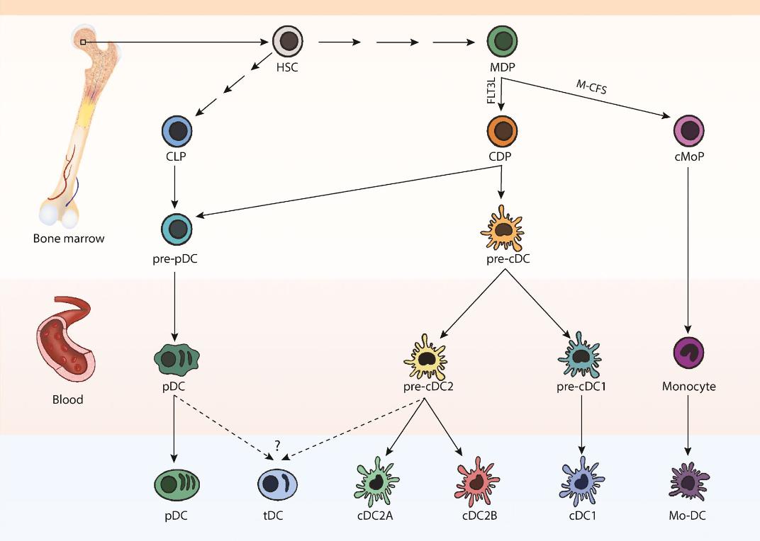 Fig.1 Major mouse DC subsets.