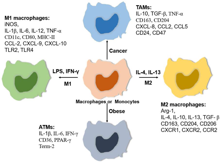 Fig.1 Relative expressing profiles of macrophages or monocytes.