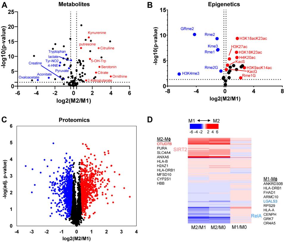 Fig.2 Alteration of metabolites, histone acetylation and methylation, and protein expression in M1 and M2 macrophages.