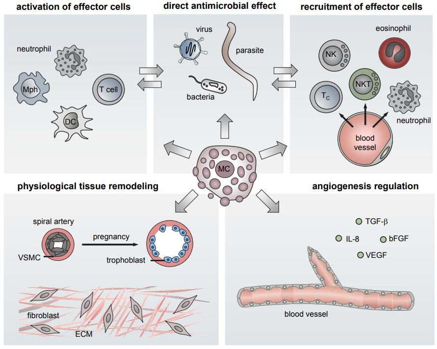 Fig.1 The role of mast cells.