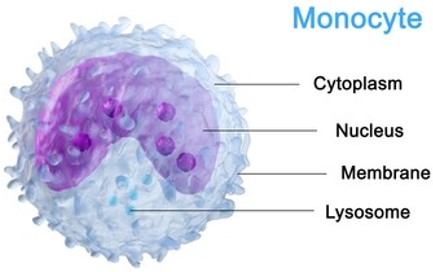 Fig.1 A diagram of monocytes.