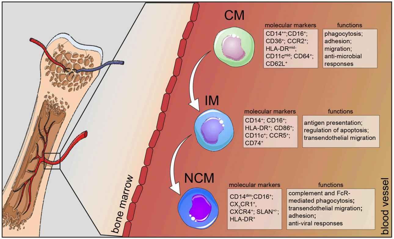 Fig.2 Human monocyte subsets in health.