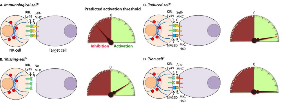 Fig.1 Mechanisms of NK cell recognition of target cells.