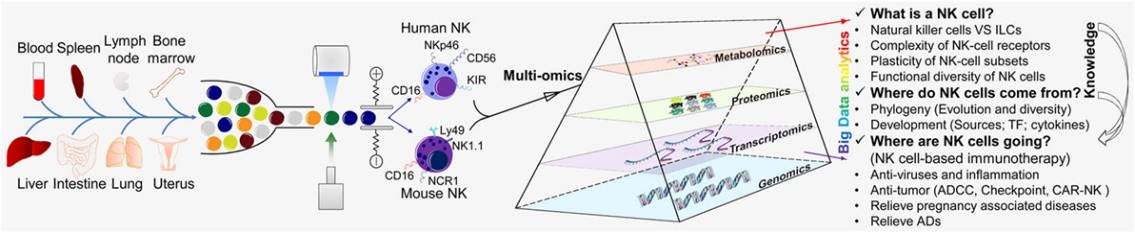 Fig.2 Multi-omics analysis of NK cells.