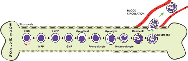 Fig.1 The process of neutrophil production in the bone marrow.