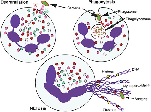 Fig.2 The mechanism of phagocytosis, degranulation, and NETosis.
